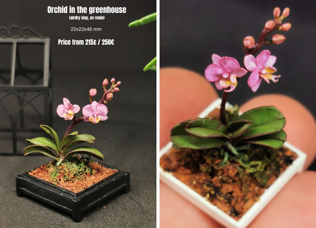 Orchid in the greenhouse